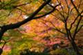 [SIGMA 18-200mm F3.5-6.3 DC] 庭園美術館の紅葉