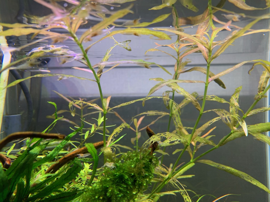 稚エビにより水草が激減 エサの種類と量を試す ヤマトヌマエビ繁殖のあれこれ