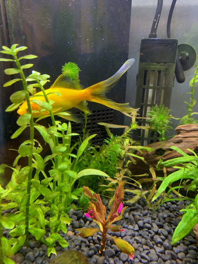 60cm水槽のレモンコメット2