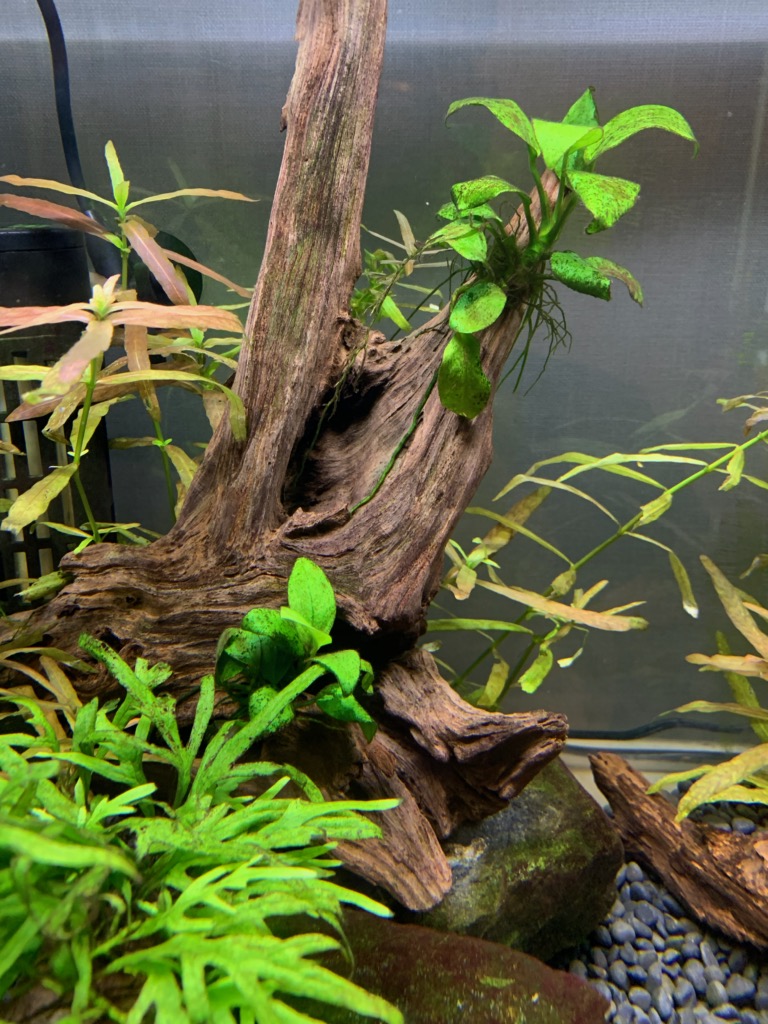 60cm水槽の水草と苔の様子