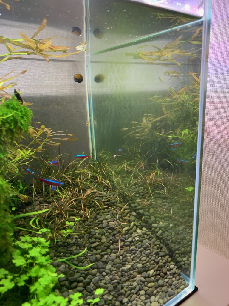 30cm水槽への緑ゴケ付着