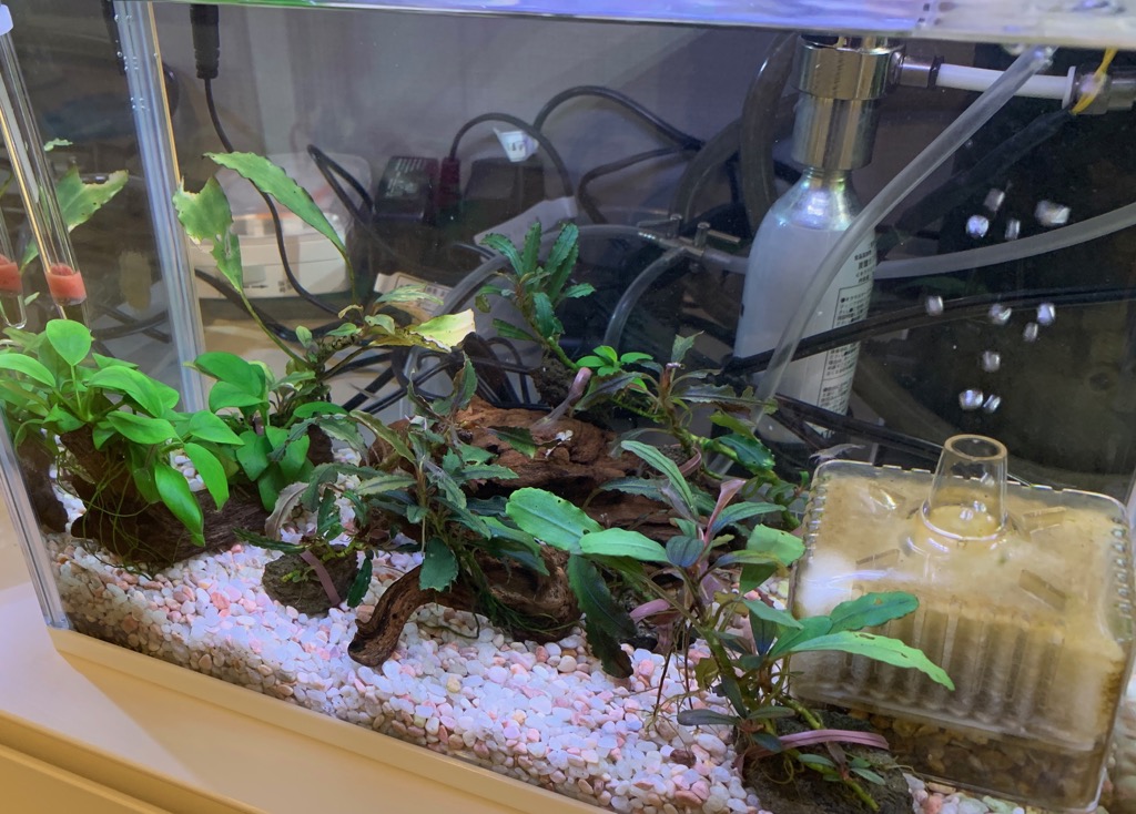30cmアクリル水槽（ななめから）