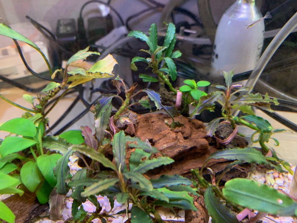 30cmアクリル水槽内の水草