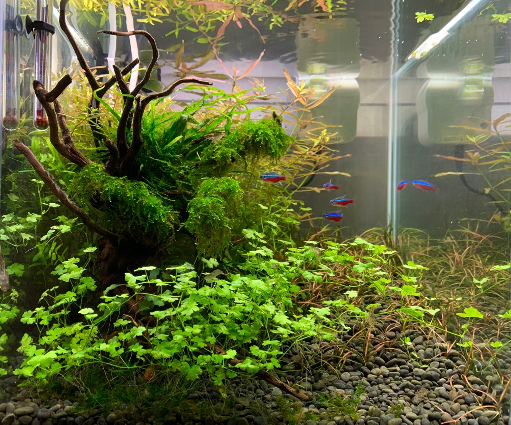 オーストラリアンクローバーの植栽3カ月