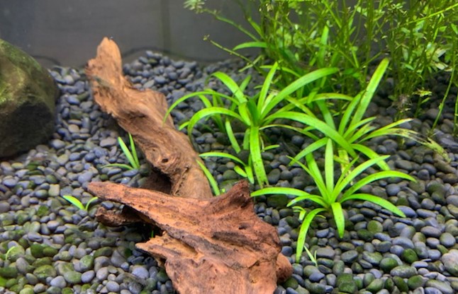 子株が出てきたピグミーチェーンサジタリア