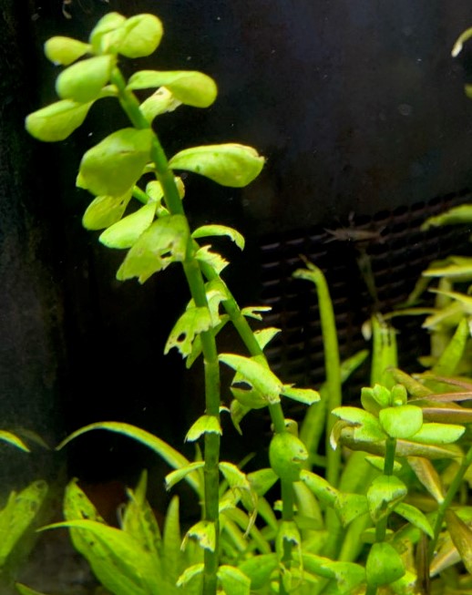 植栽8カ月目のウォーターバコパ
