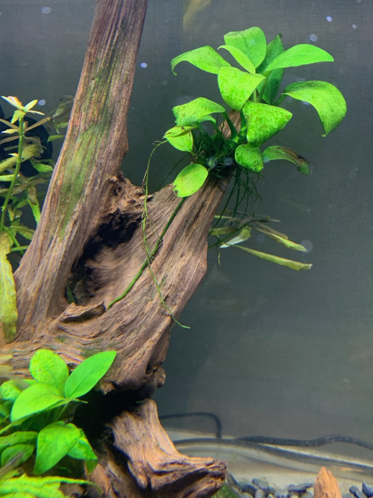 植栽8カ月目のアヌビアスナナ・プチ