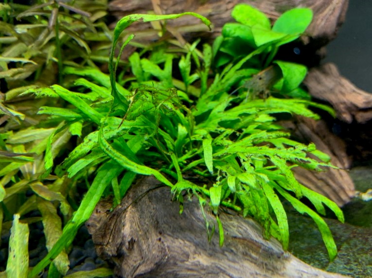 植栽8カ月目のミクロソリウムトライデントリーフ
