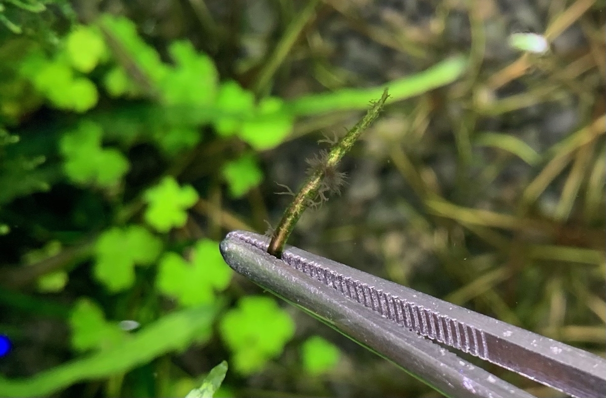 黒髭苔のついた葉っぱをトリミング