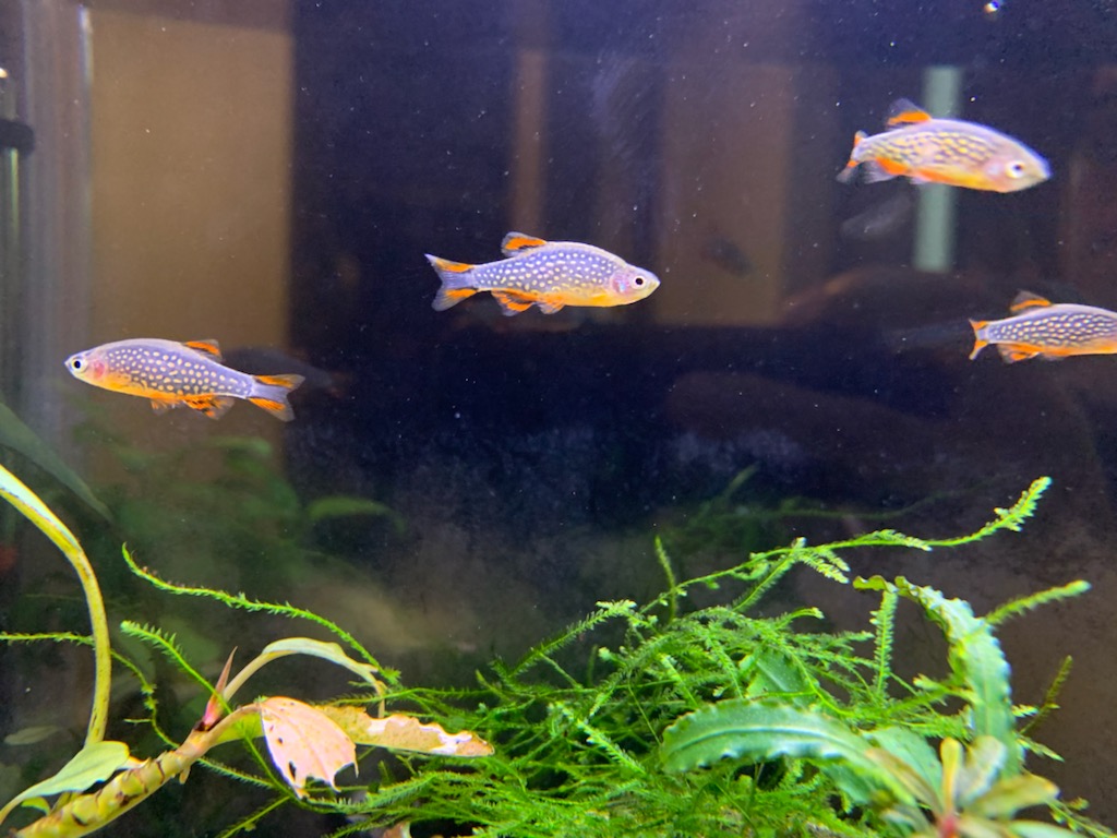 南米ウィローモス植栽５ヵ月 ヤマトヌマエビ繁殖のあれこれ