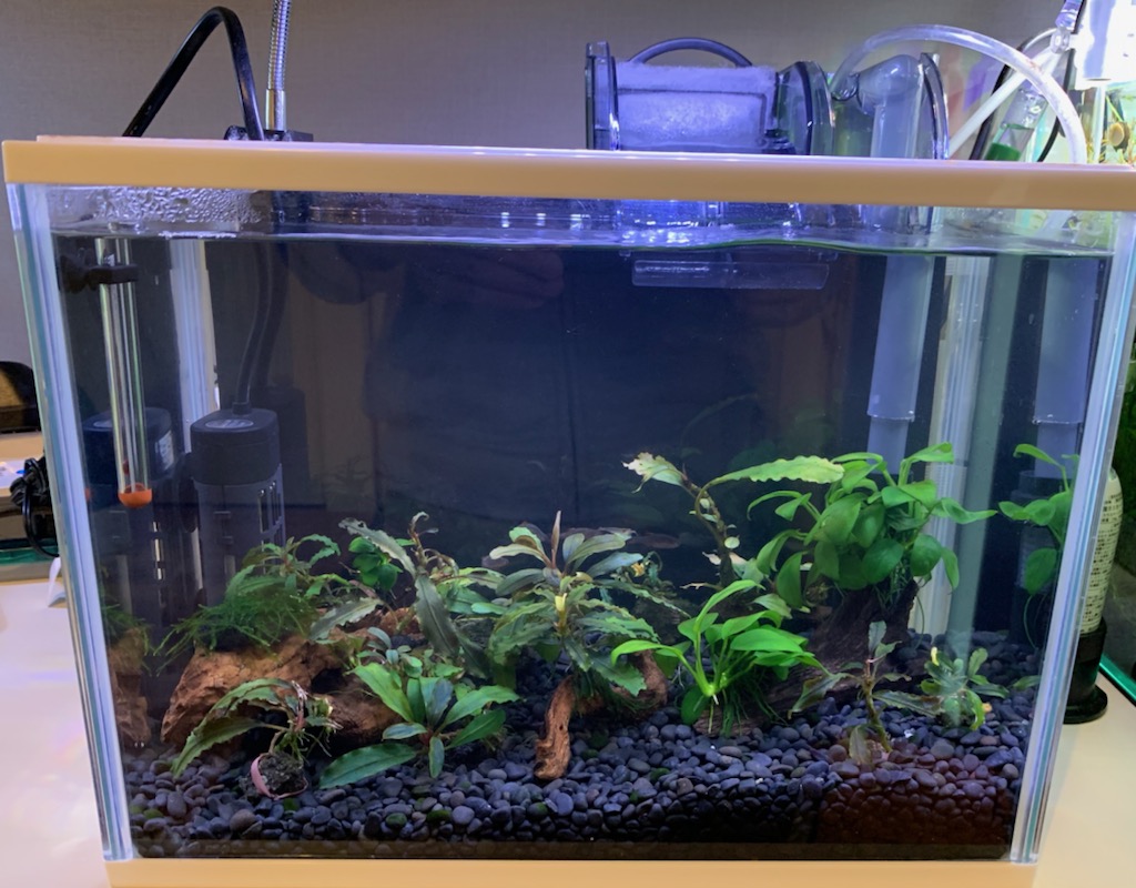 作業完了時の30cmアクリル水槽