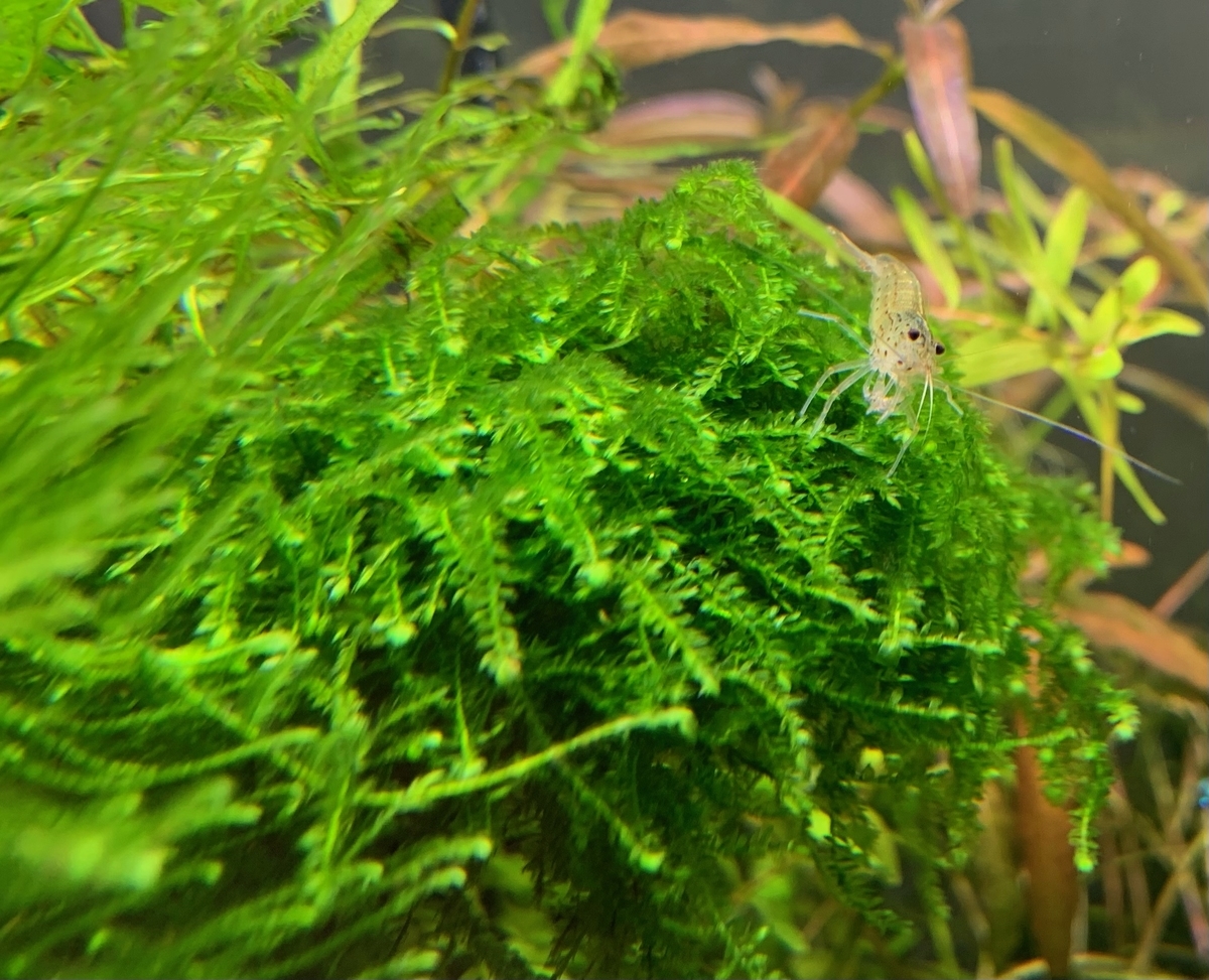 ウィーピングモスのトリミング - ヤマトヌマエビ繁殖のあれこれ