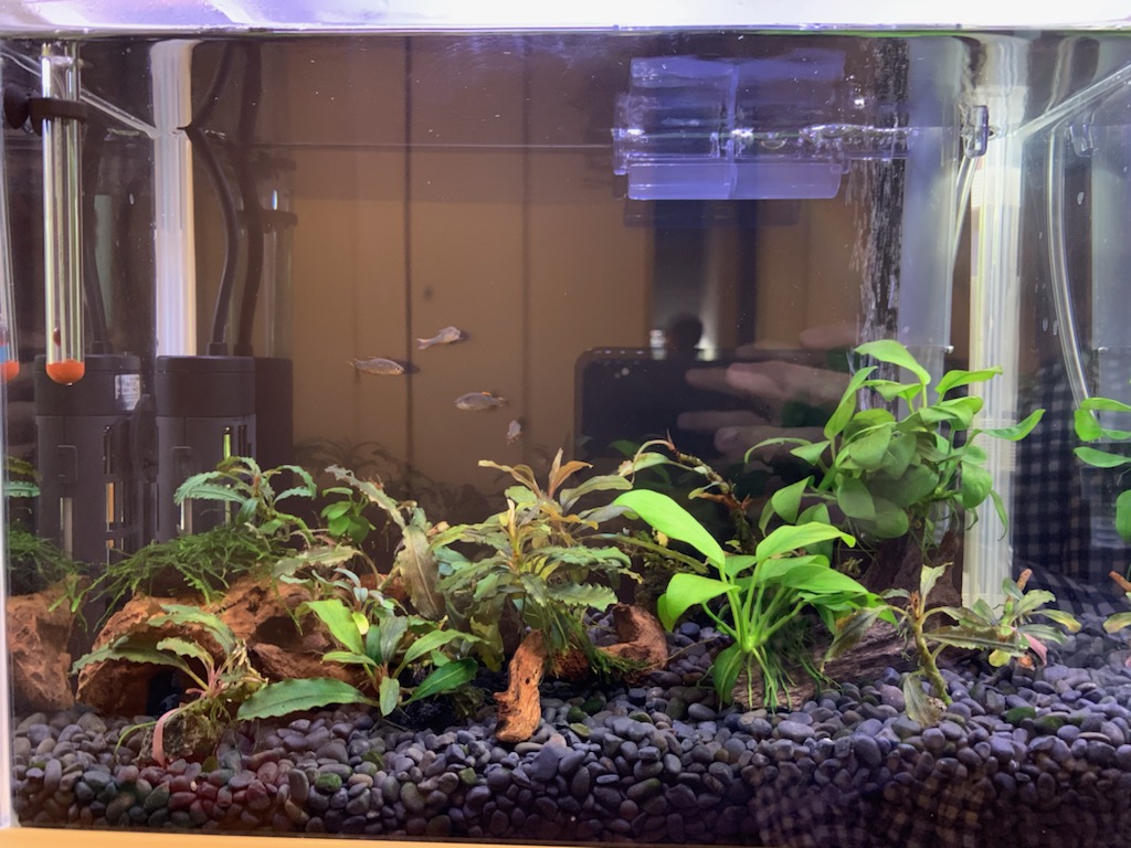 リセット後の30cmアクリル水槽