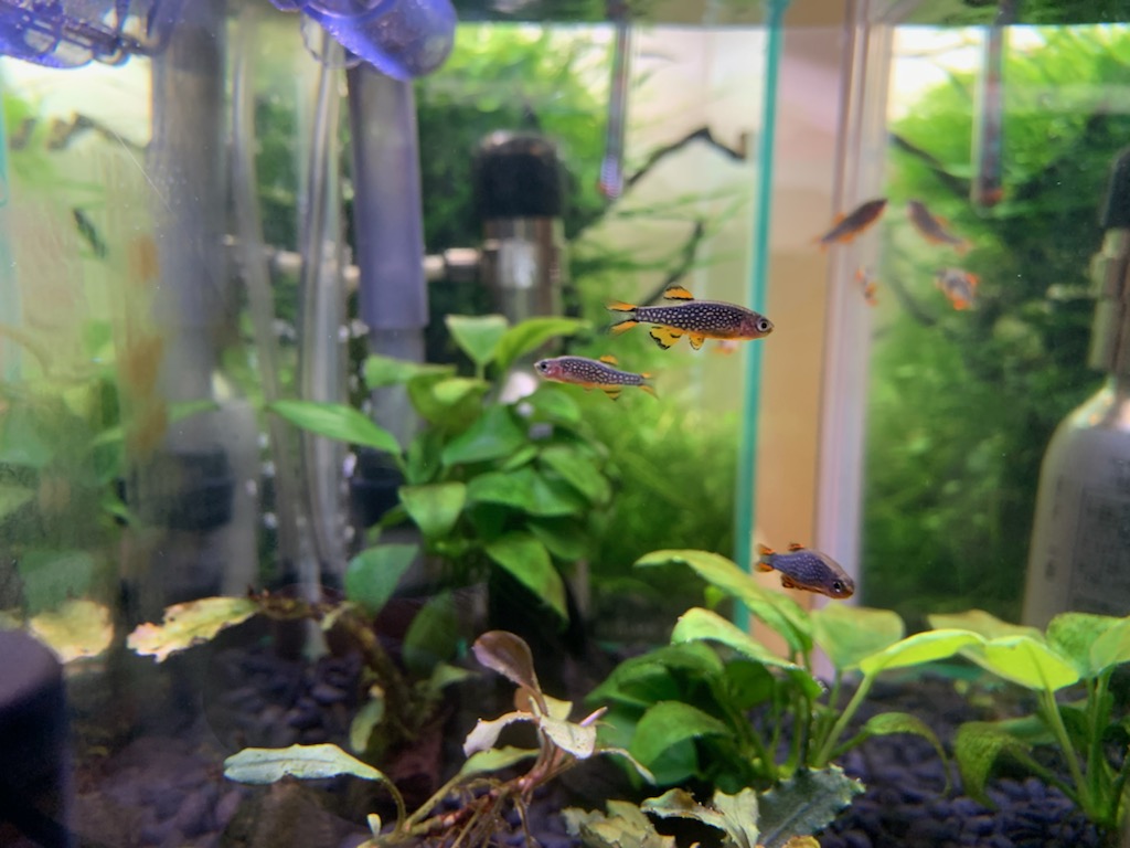 ミクロラスボラsp ハナビお迎え5ヵ月目 過剰ろ過水槽で安定飼育 ヤマトヌマエビ繁殖のあれこれ