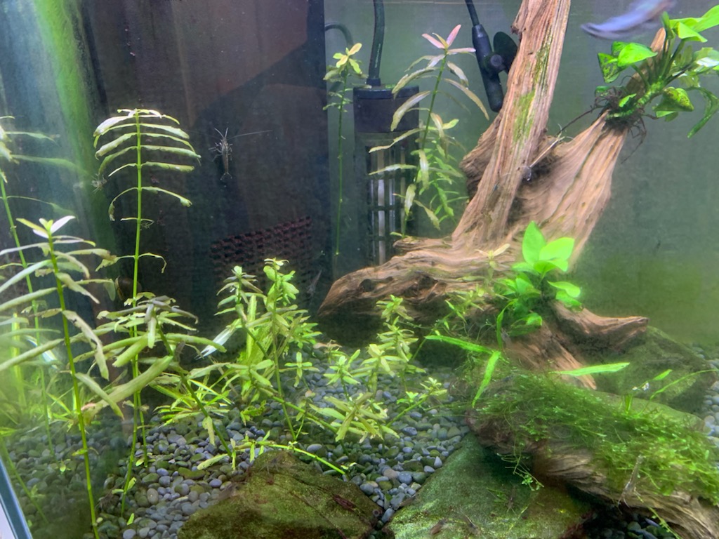 元気のない水草たち