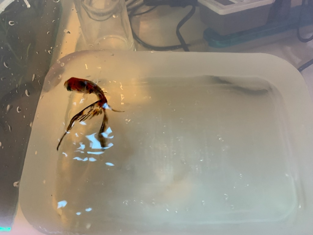 金魚の避難先2