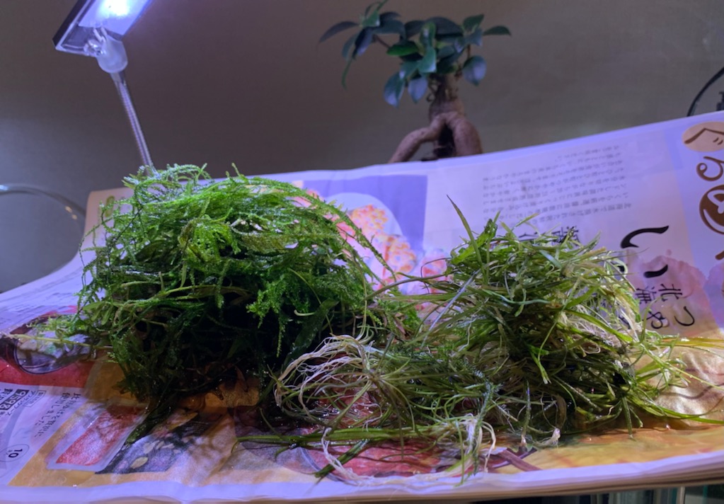 トリミングで水槽外に出した水草