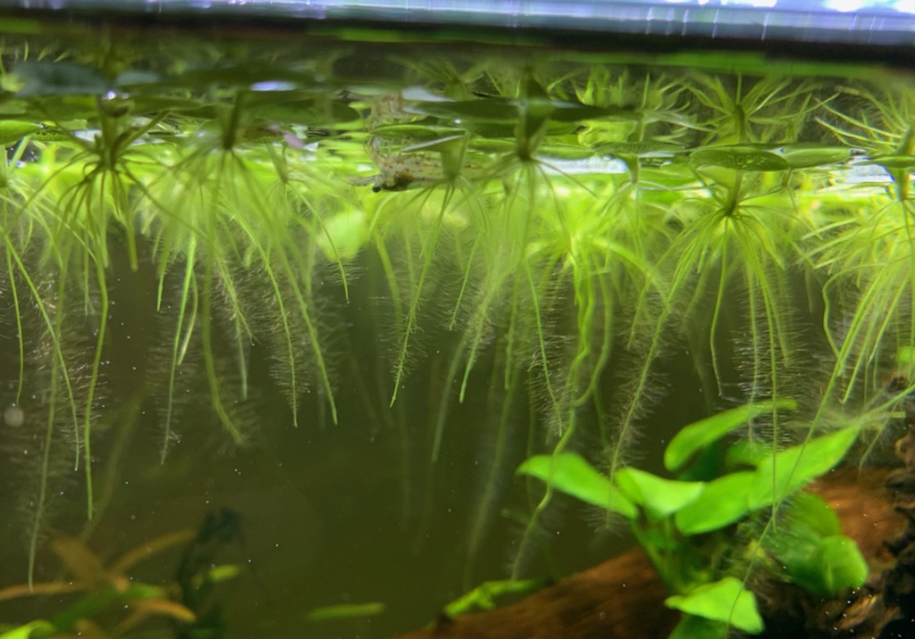 浮草につかまるヤマトヌマエビ