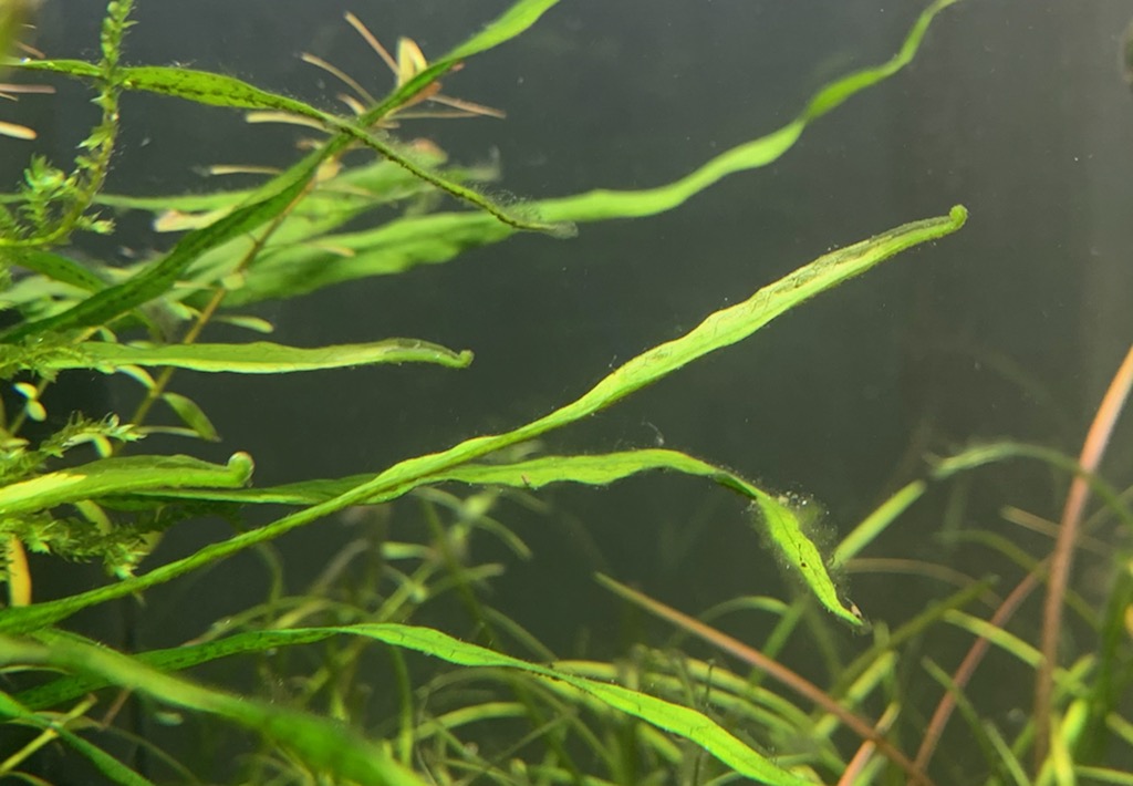 モヤモヤしたコケ