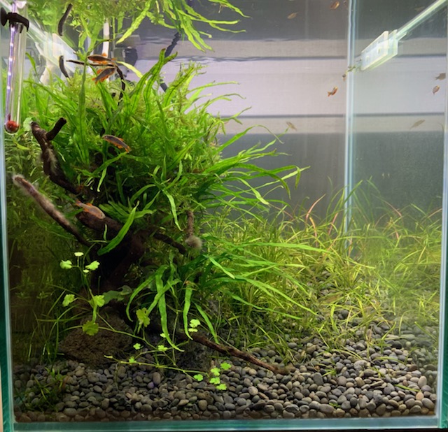 フィルター掃除後の30cm水槽