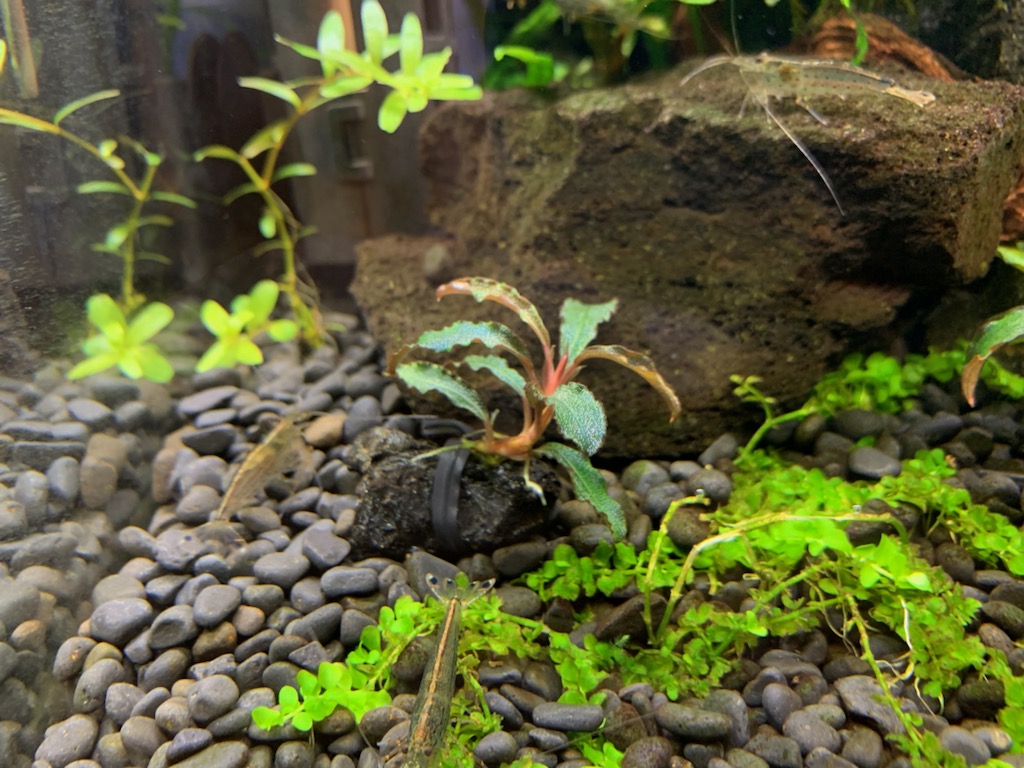 クダガン植栽1ヶ月後