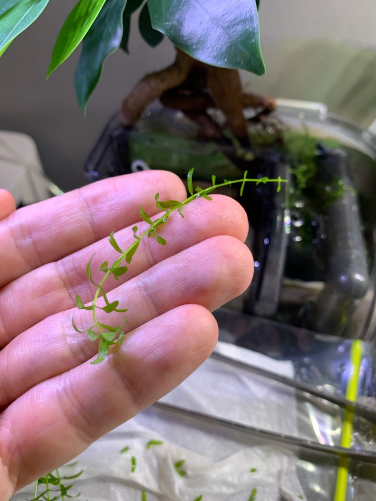 植える部分の葉を取りました