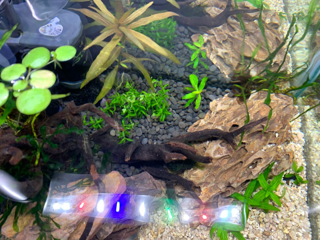 植えたところ