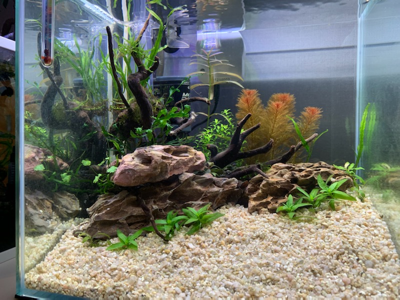 植栽3日目