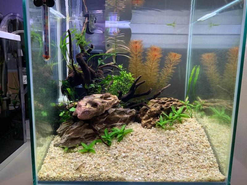 植栽7日目