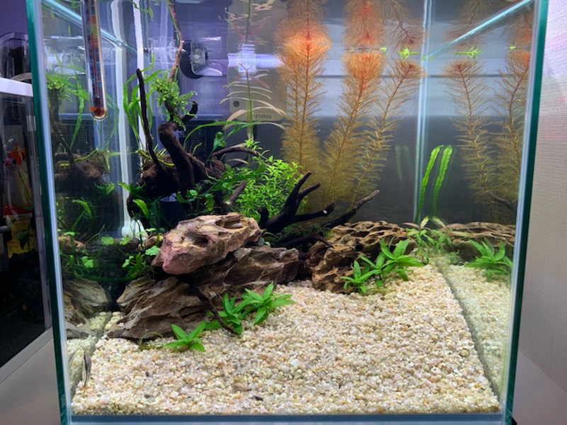 植栽14日目