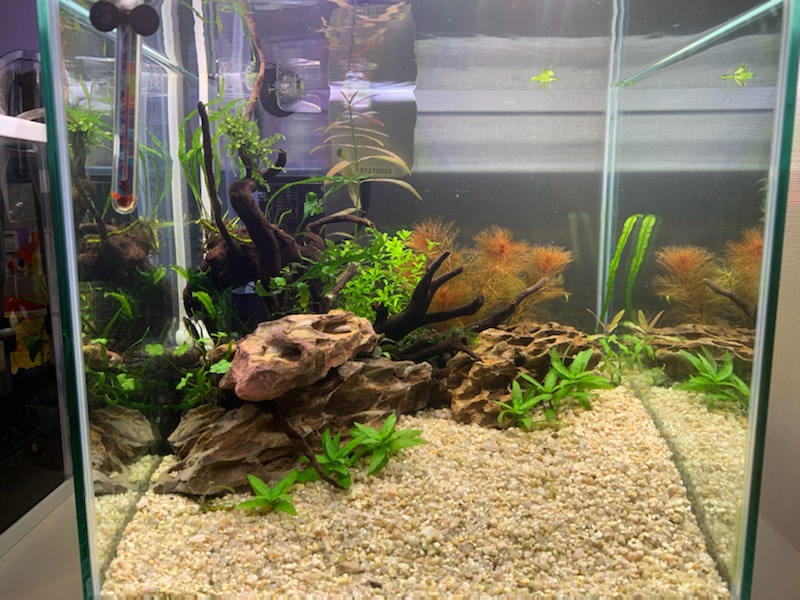 トリミング後の30cm水槽