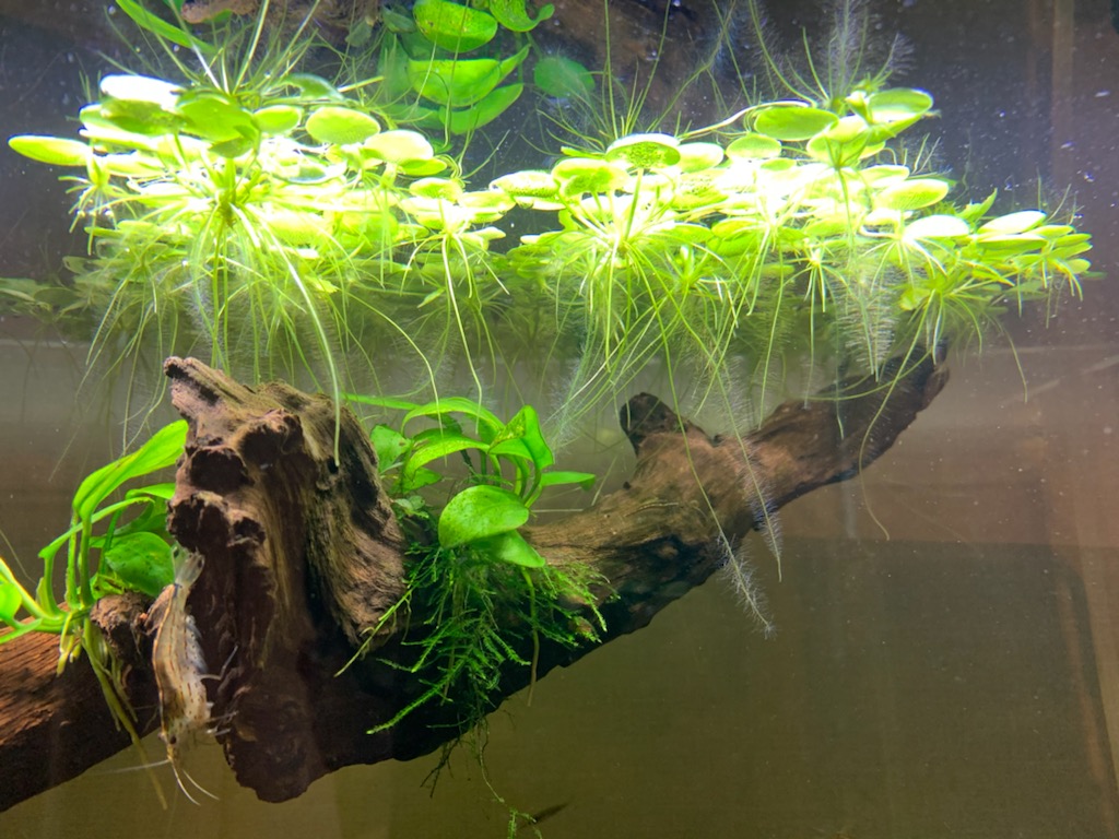 南米ウィローモス植栽6ヵ月目 - ヤマトヌマエビ繁殖のあれこれ