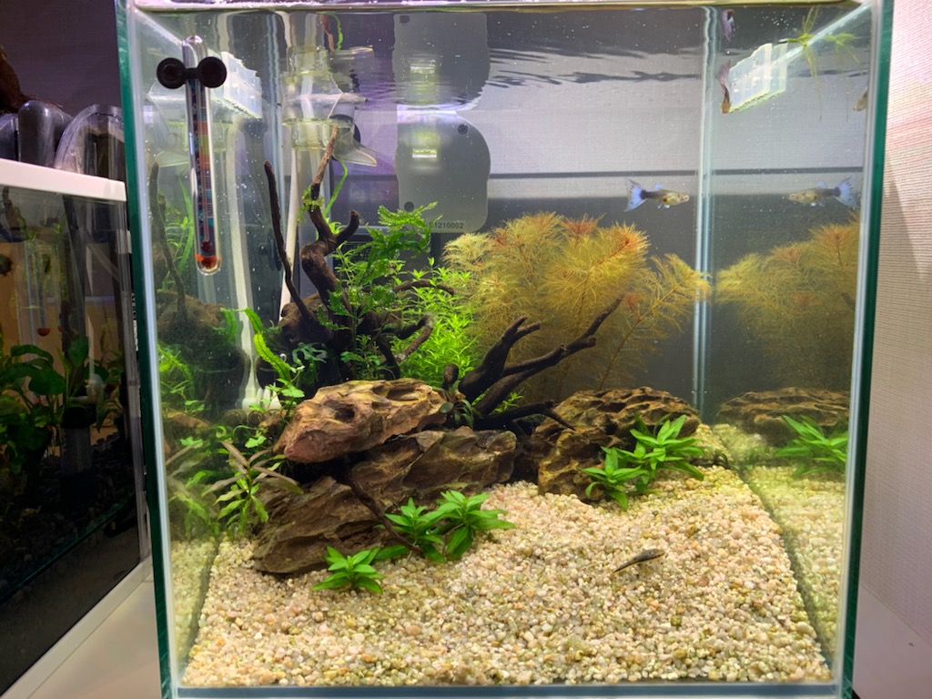 30cm水槽全景