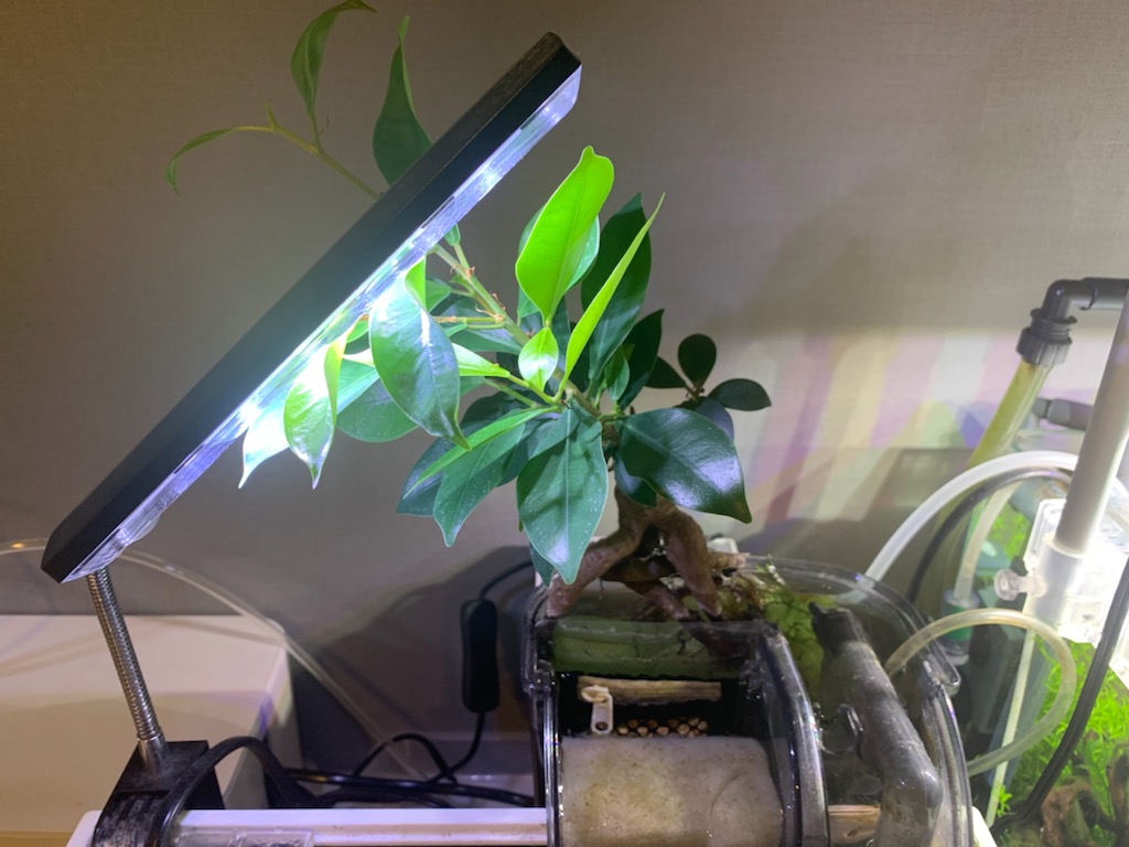 ガジュマル植栽８ヶ月目