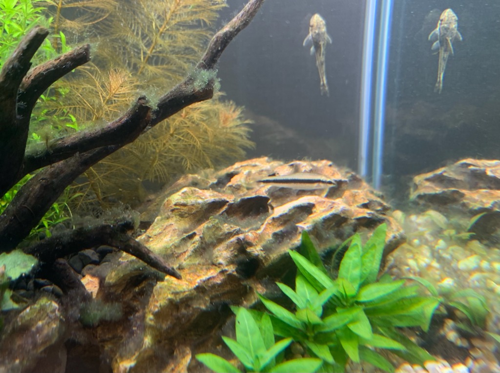 コケまみれの気孔石