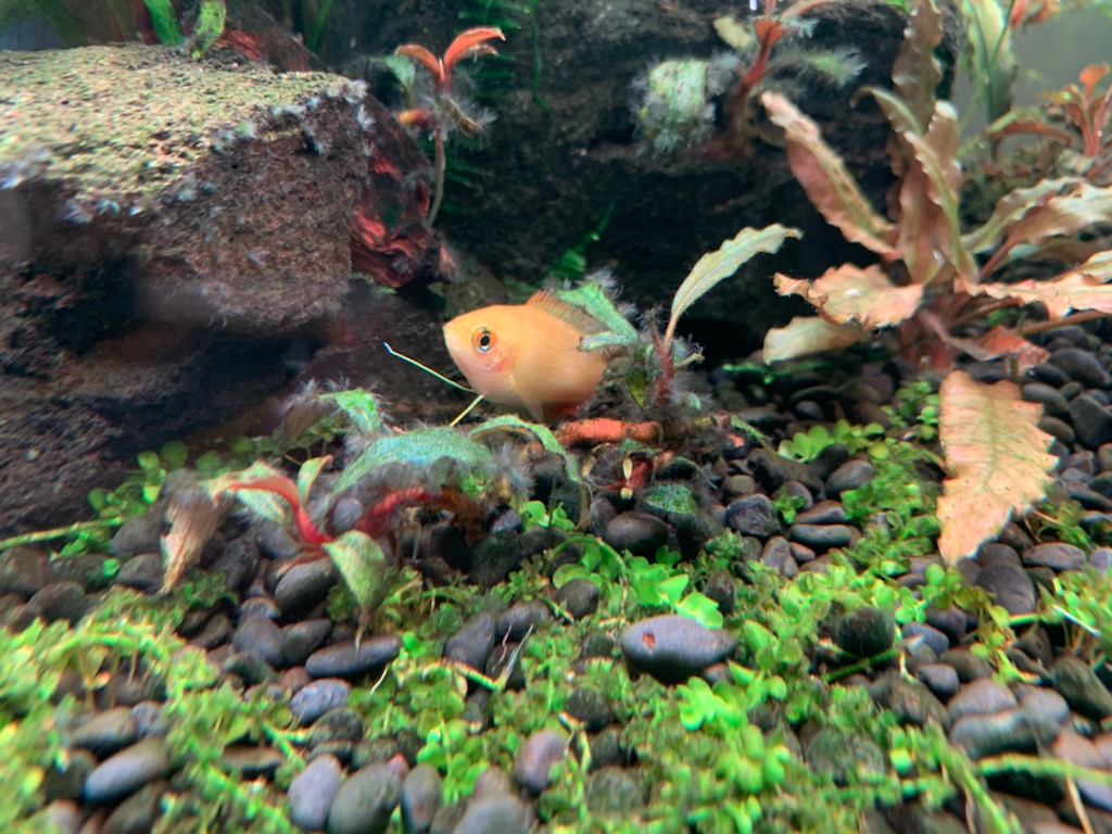 不調のゴールデンハニードワーフグラミー
