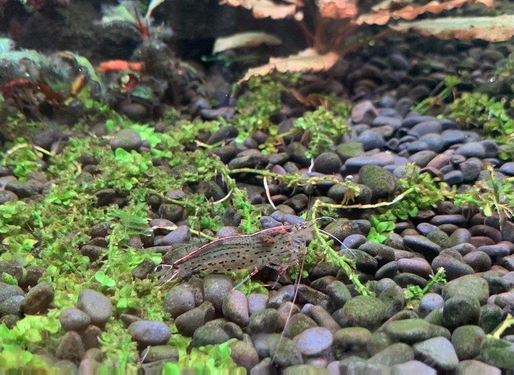 ニューラージパールグラスをつまむ