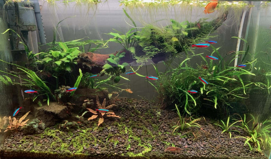 60cm水槽の全体像