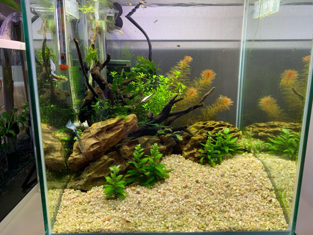 ストロギネレペンスを植えた30cm水槽