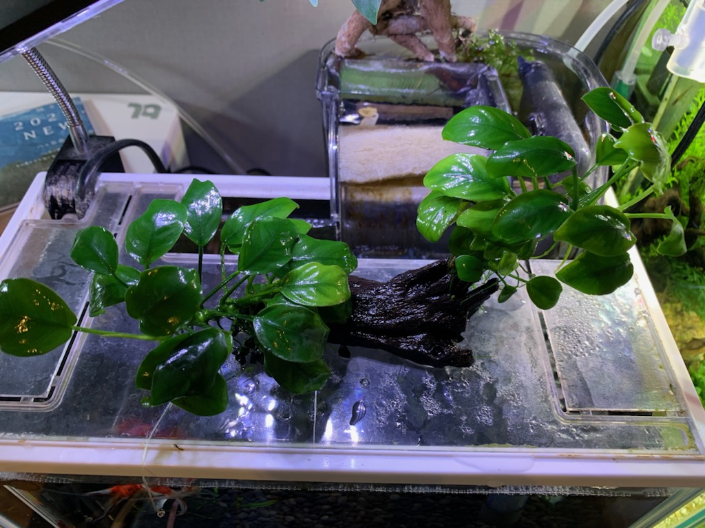 綺麗になったアヌビアスナナプチ