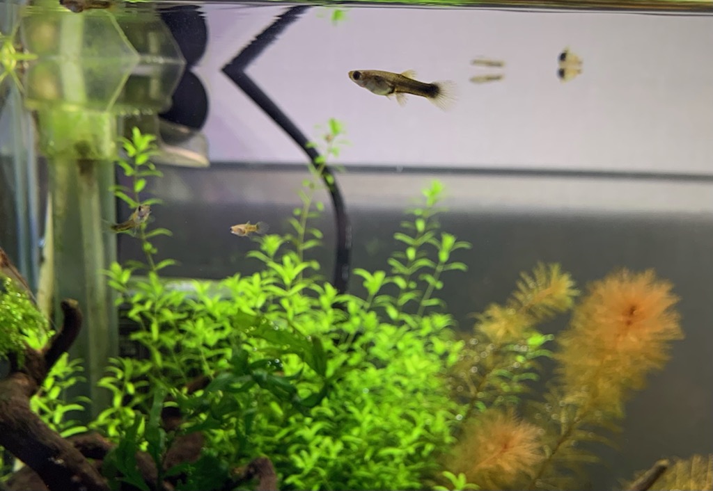 ネオンタキシードグッピーお迎え4ヵ月目 ヤマトヌマエビ繁殖のあれこれ