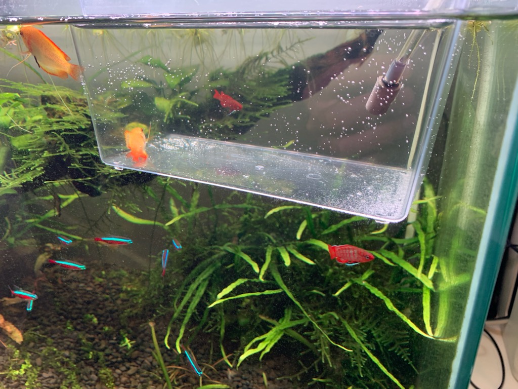 治療中のゴールデンハニードワーフグラミー