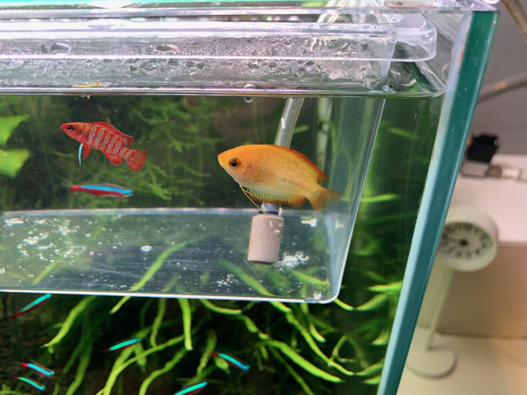 最後まで元気だったゴールデンハニードワーフグラミー