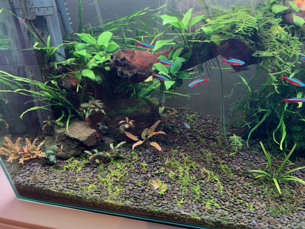 ニューラージパールグラス植栽9ヵ月目 - ヤマトヌマエビ繁殖の