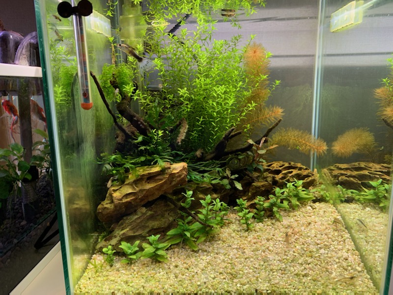 30cm水槽