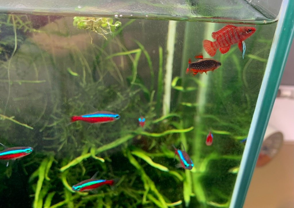 スカーレットジェムお迎え8ヶ月目 ヤマトヌマエビ繁殖のあれこれ