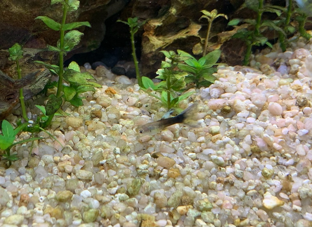 グッピー稚魚 誕生5ヶ月目 ヤマトヌマエビ繁殖のあれこれ グッピー稚魚 誕生5ヶ月目 ヤマトヌマエビ繁殖のあれこれ
