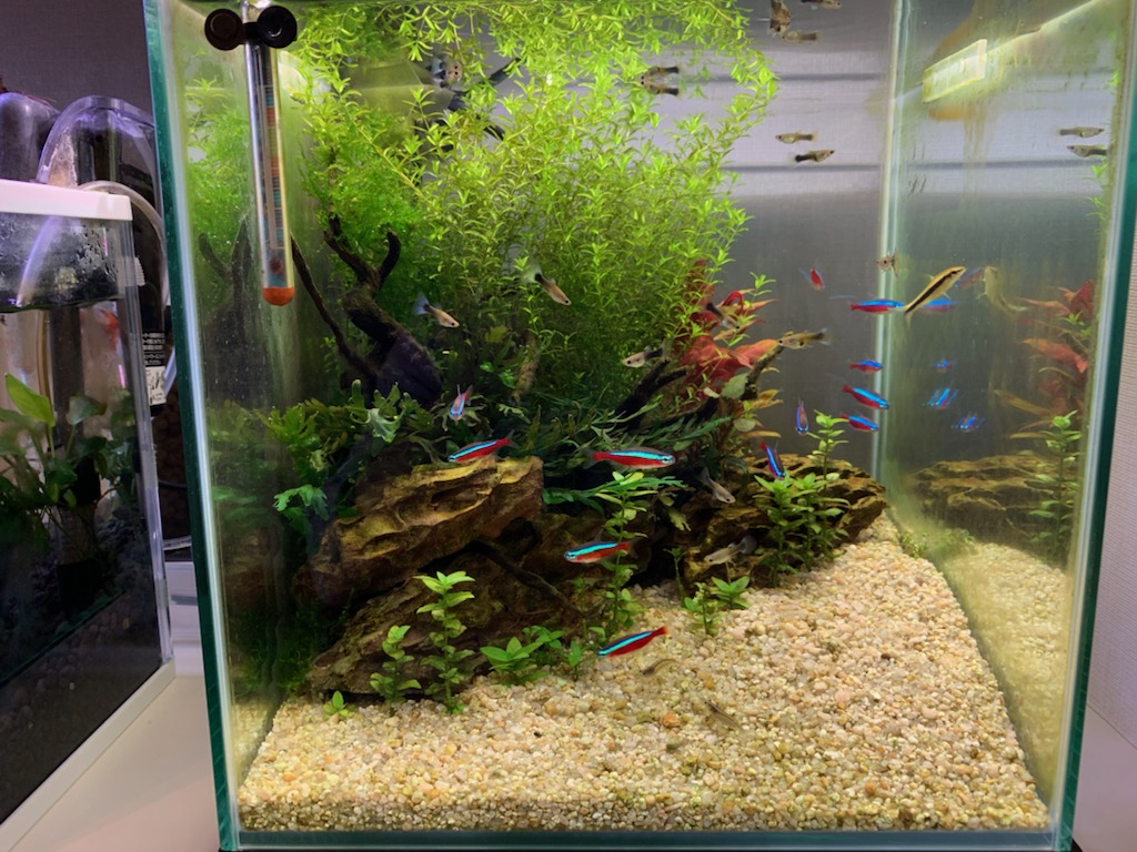 グッピー稚魚 誕生5ヶ月目 ヤマトヌマエビ繁殖のあれこれ