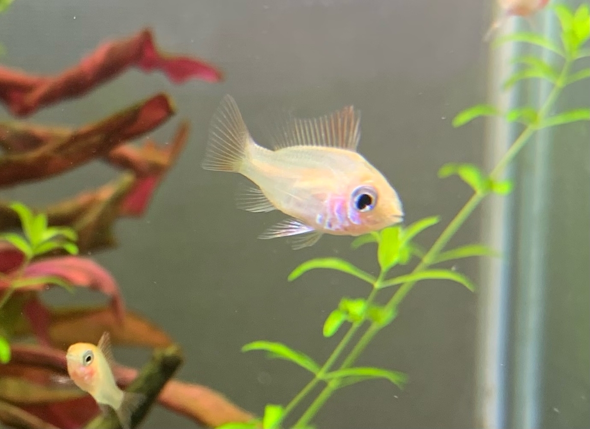 ラミレジィ幼魚 孵化9週目 ヤマトヌマエビ繁殖のあれこれ