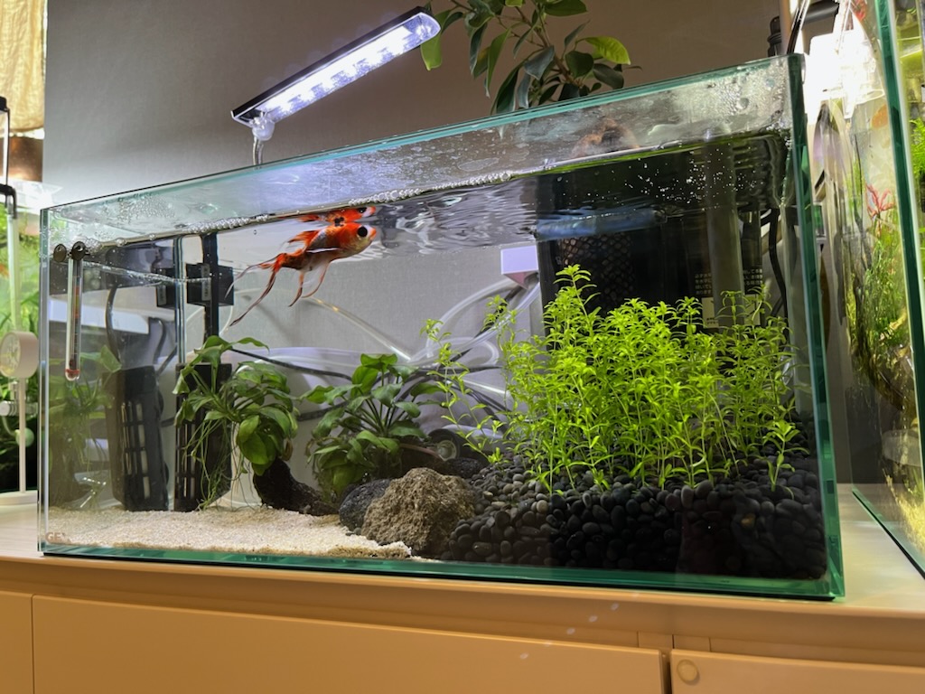 朱文金水槽を新調 - ヤマトヌマエビ繁殖のあれこれ